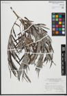 Foto von Salix viminalis L.